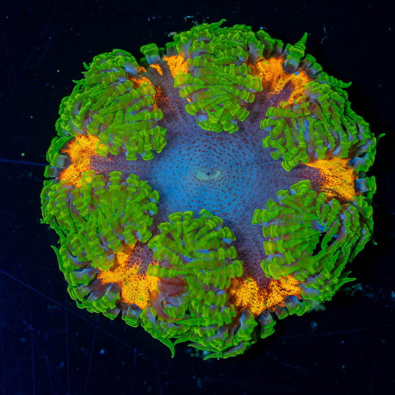 Ultra Rock Flower Anemone