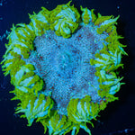 Ultra Rock Flower Anemone - riptide aquaculture llc