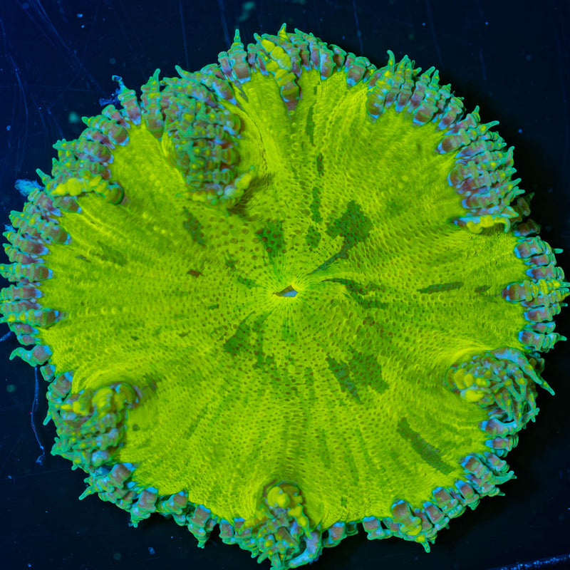 Ultra Rock Flower Anemone