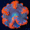 Ultra Rock Flower Anemone - riptide aquaculture llc