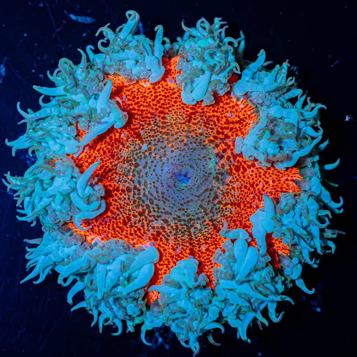 Ultra Rock Flower Anemone - riptide aquaculture llc
