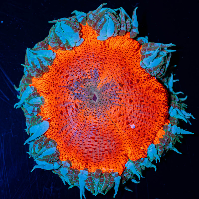 Ultra Rock Flower Anemone