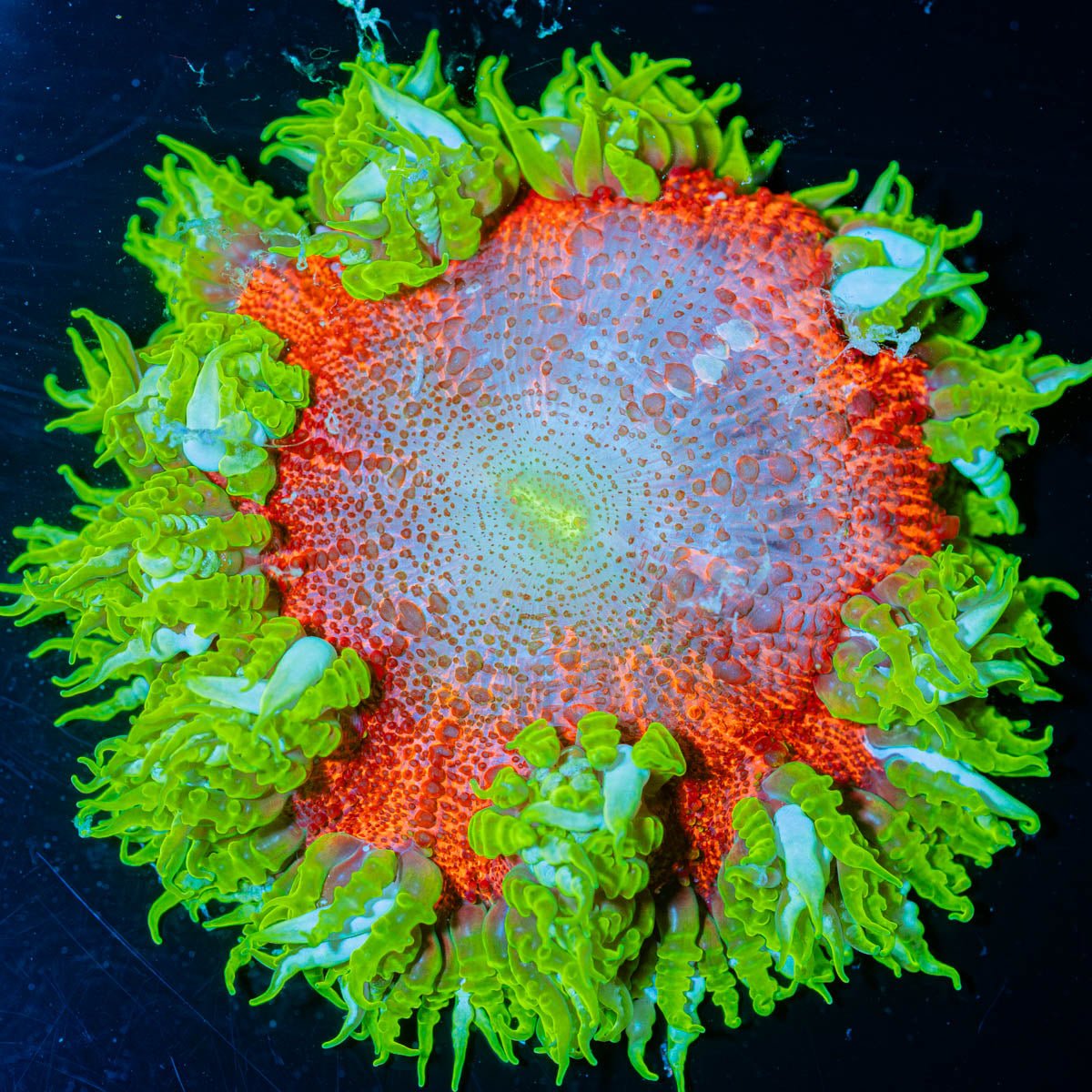 Ultra Rock Flower Anemone - riptide aquaculture llc