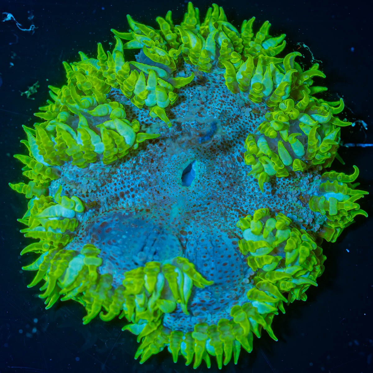 Ultra Rock Flower Anemone - riptide aquaculture llc