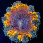 Ultra Rock Flower Anemone - riptide aquaculture llc