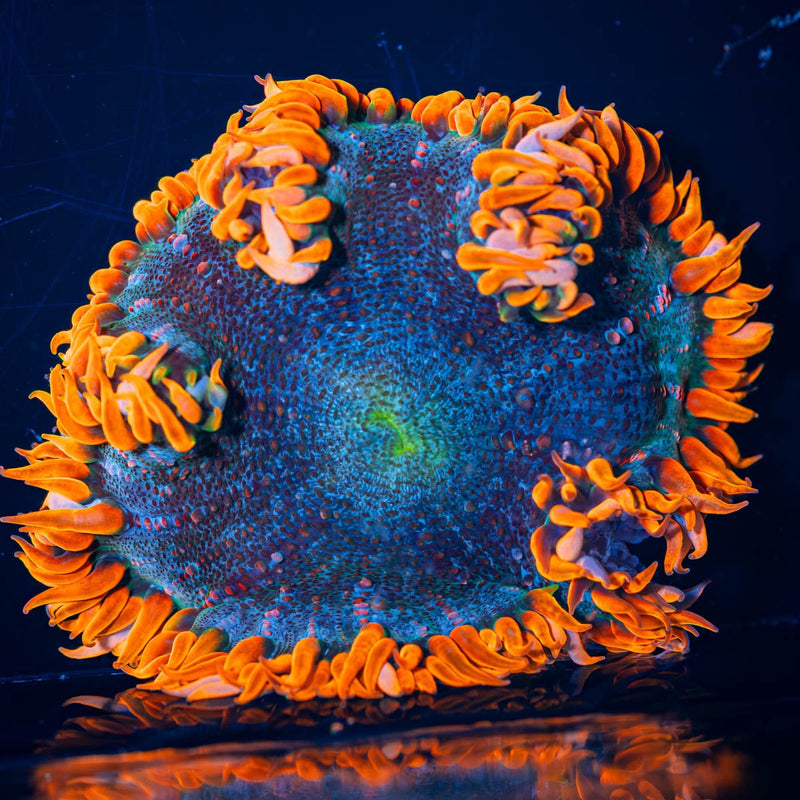 Ultra Rock Flower Anemone