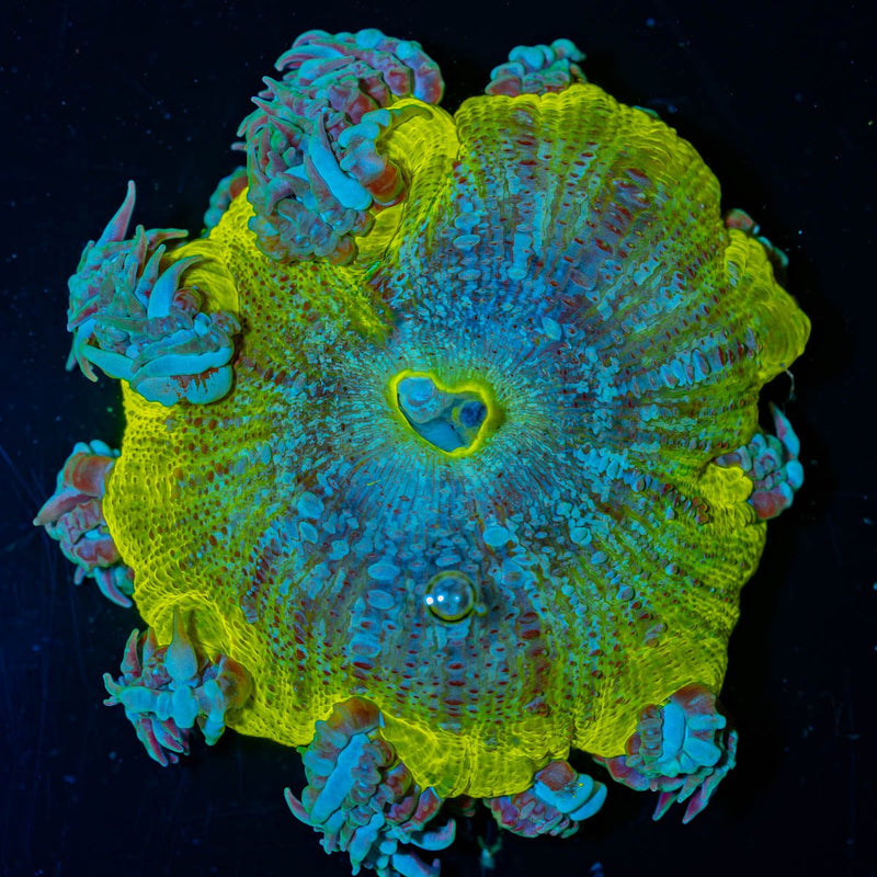 Ultra Rock Flower Anemone