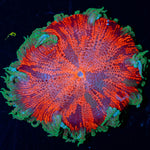 Ultra Rock Flower Anemone - riptide aquaculture llc