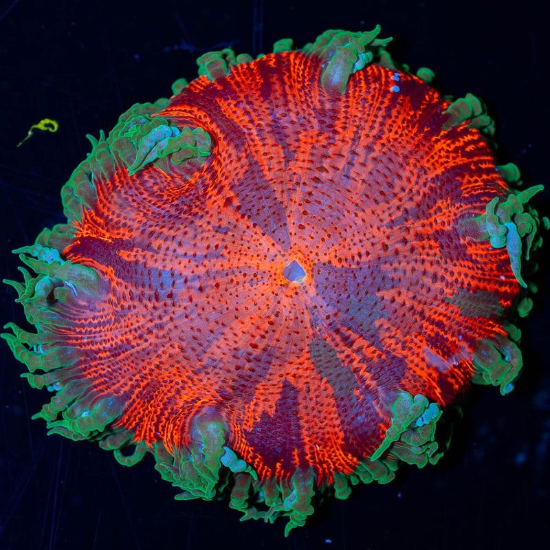 Ultra Rock Flower Anemone