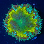 Ultra Rock Flower Anemone - riptide aquaculture llc