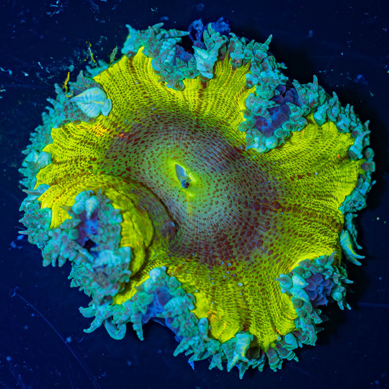 Ultra Rock Flower Anemone