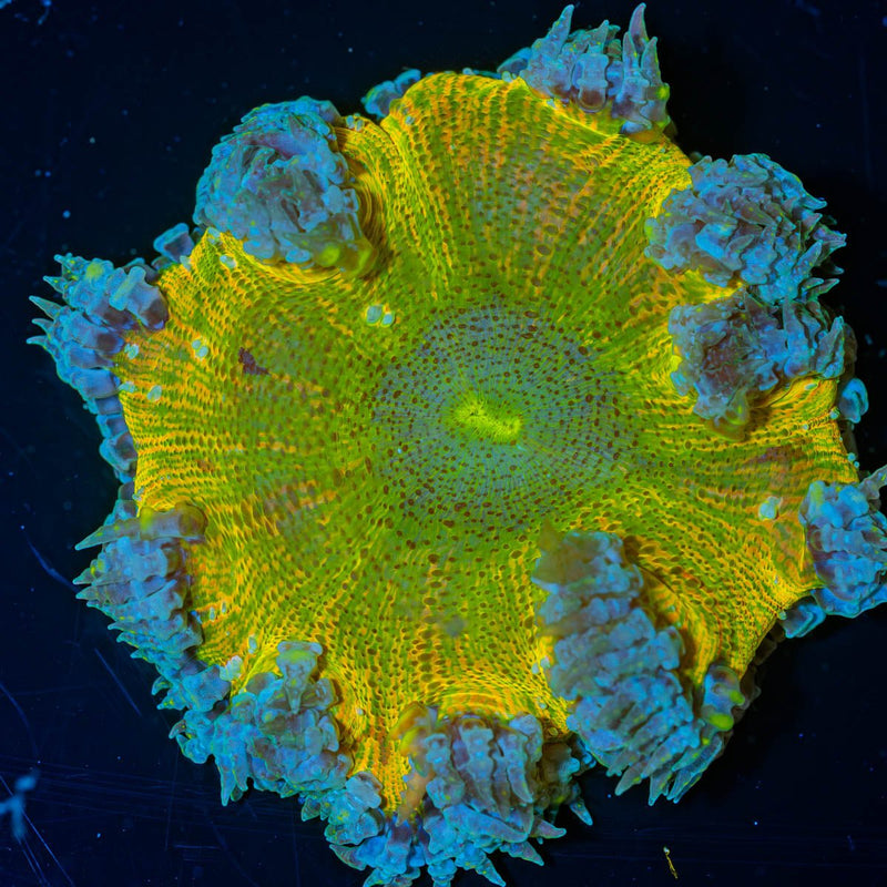 Ultra Rock Flower Anemone