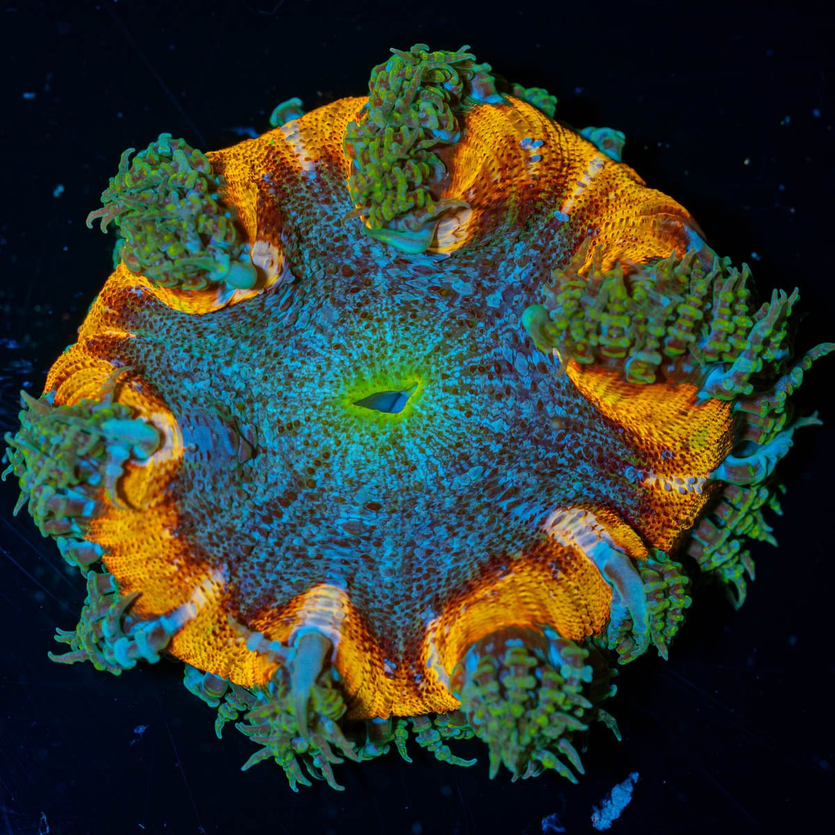 Ultra Rock Flower Anemone - riptide aquaculture llc