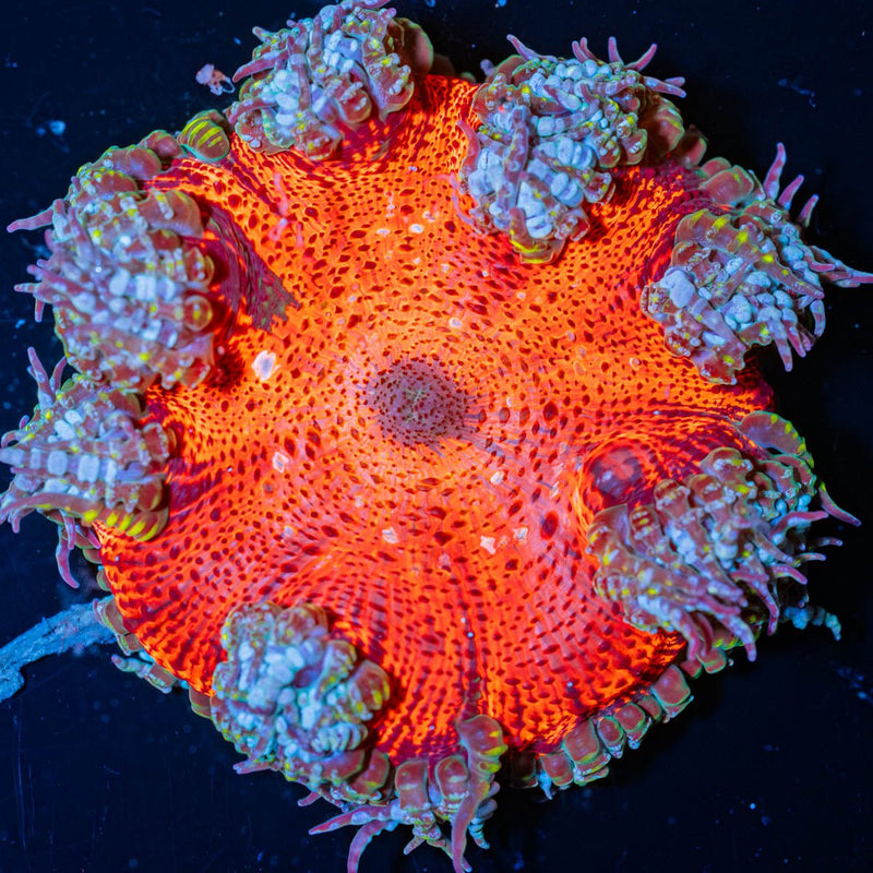 Ultra Rock Flower Anemone