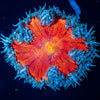 Ultra Rock Flower Anemone - riptide aquaculture llc