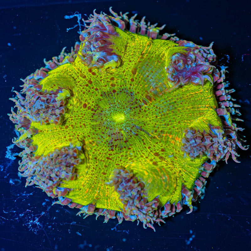 Ultra Rock Flower Anemone