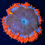 Ultra Rock Flower Anemone - riptide aquaculture llc