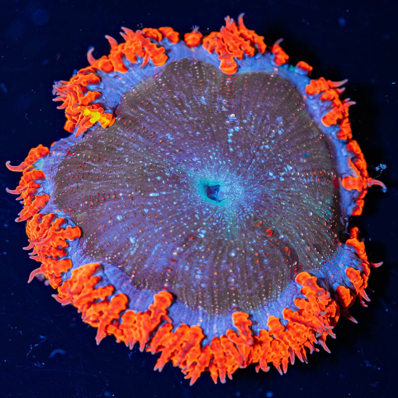 Ultra Rock Flower Anemone