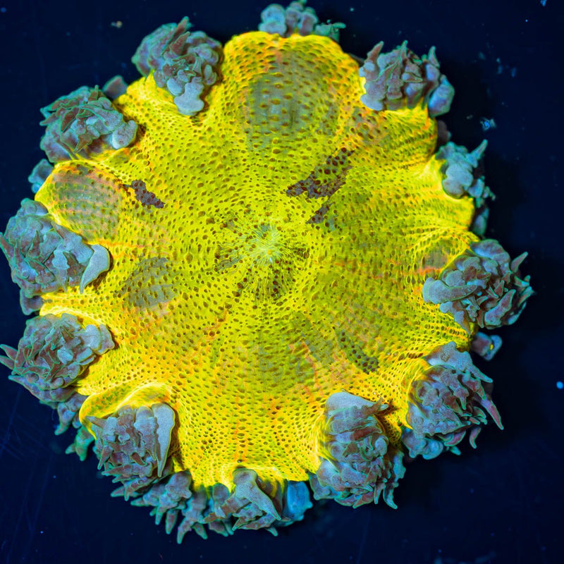 Ultra Rock Flower Anemone