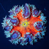 Ultra Rock Flower Anemone - riptide aquaculture llc