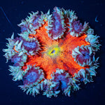 Ultra Rock Flower Anemone - riptide aquaculture llc