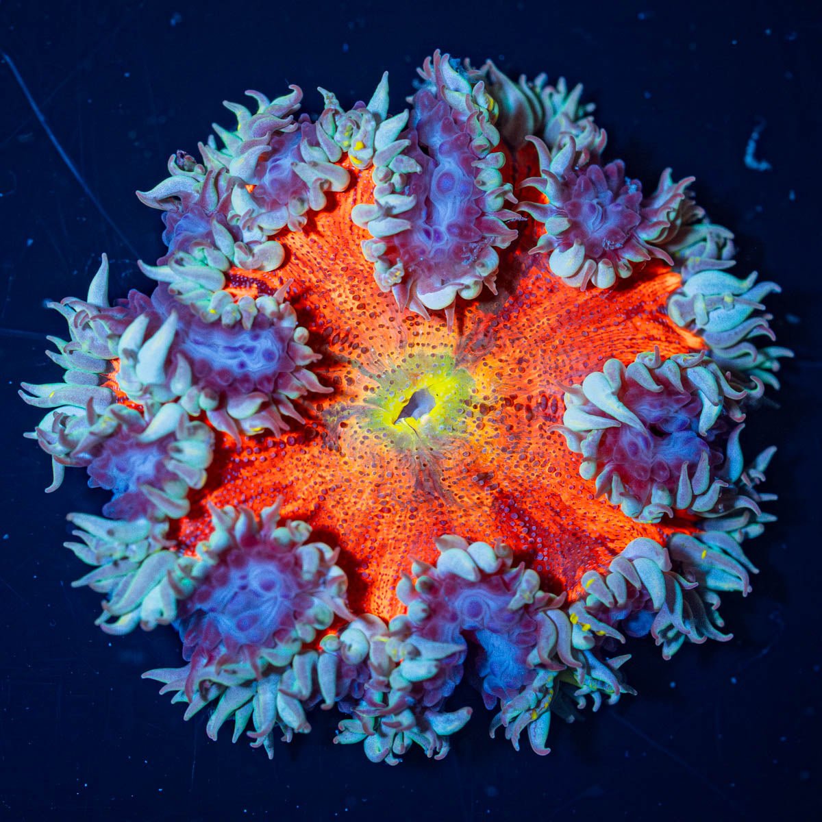 Ultra Rock Flower Anemone - riptide aquaculture llc