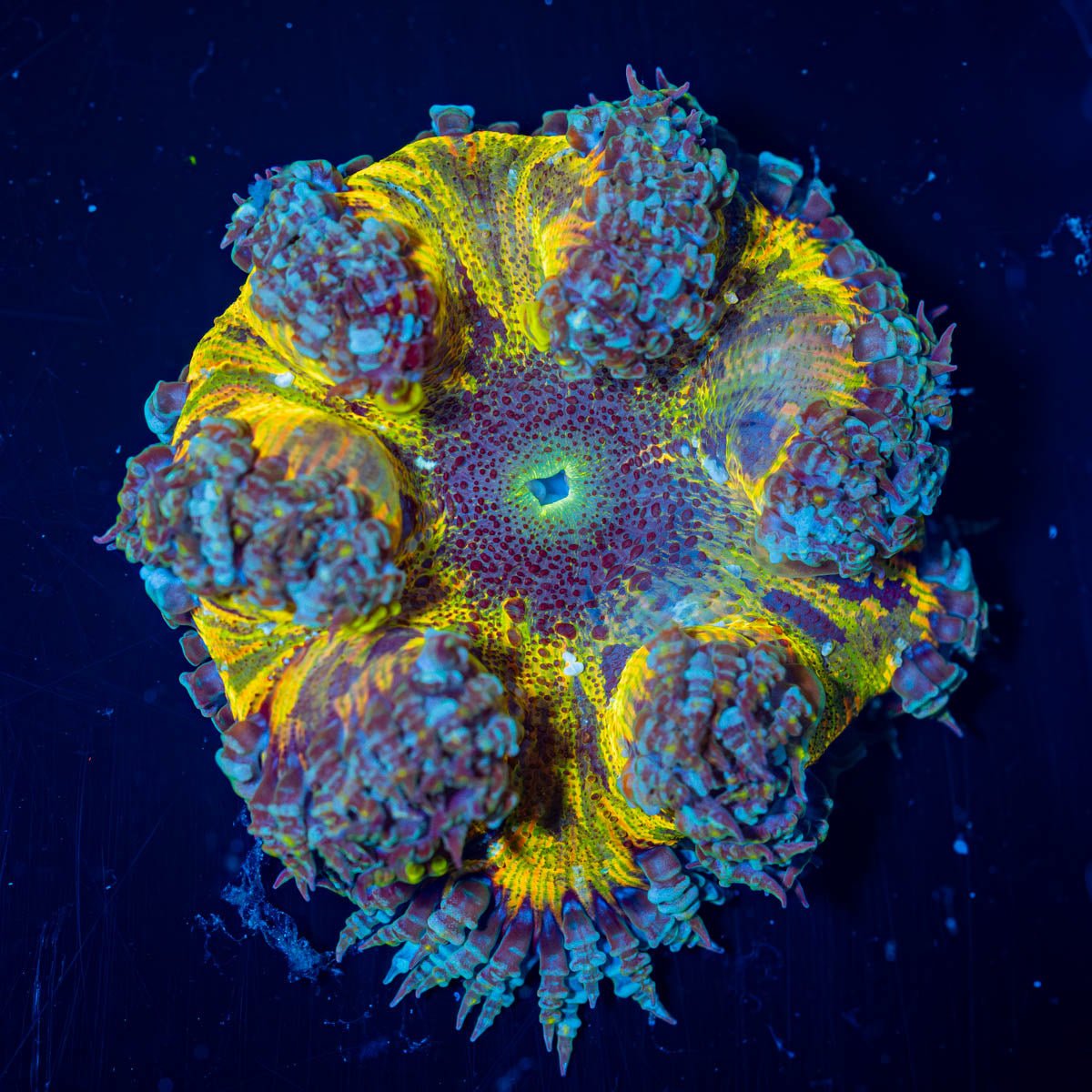 Ultra Rock Flower Anemone - riptide aquaculture llc