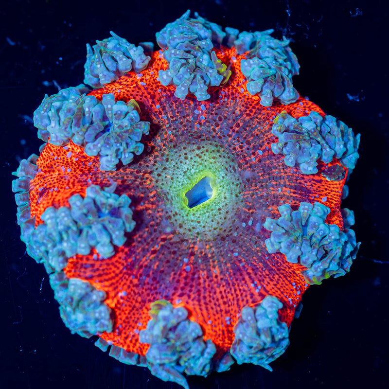 Ultra Rock Flower Anemone