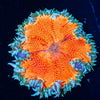Ultra Rock Flower Anemone - riptide aquaculture llc