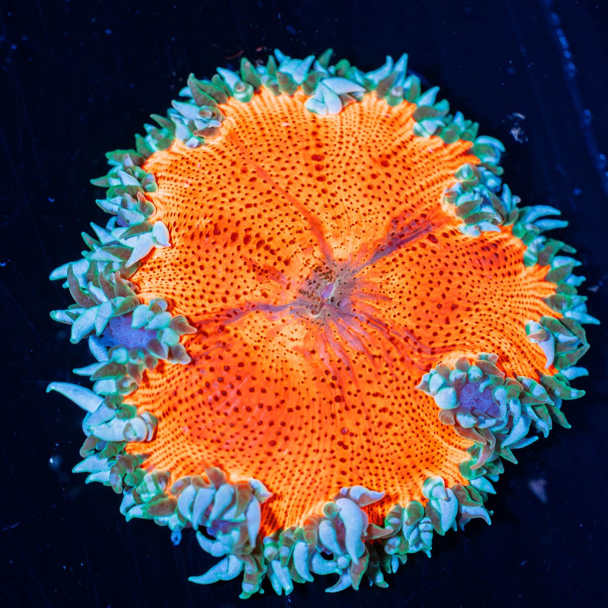 Ultra Rock Flower Anemone - riptide aquaculture llc