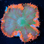 Ultra Rock Flower Anemone - riptide aquaculture llc