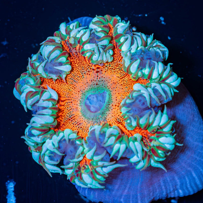 Ultra Rock Flower Anemone