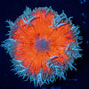 Ultra Rock Flower Anemone - riptide aquaculture llc