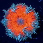 Ultra Rock Flower Anemone - riptide aquaculture llc