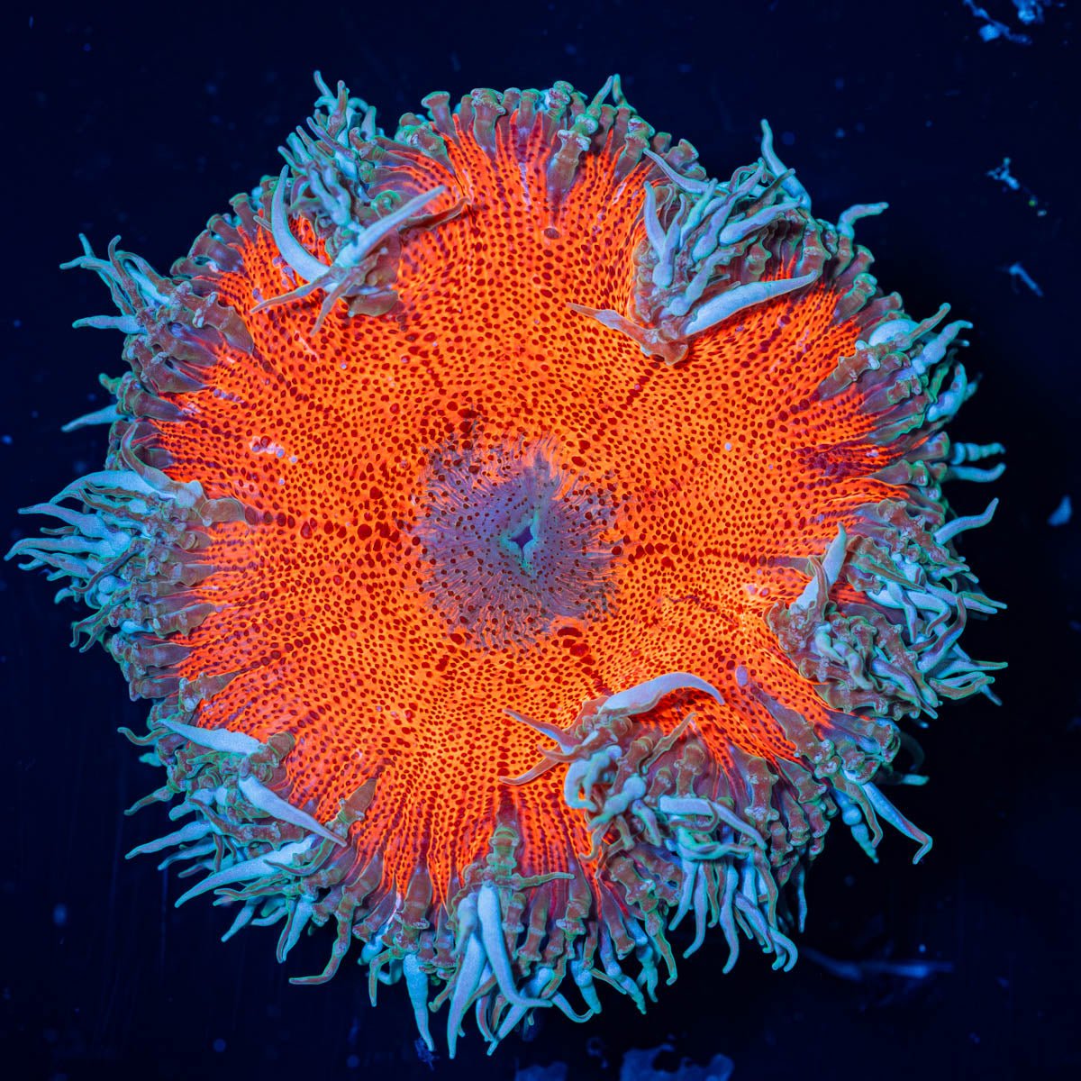 Ultra Rock Flower Anemone - riptide aquaculture llc