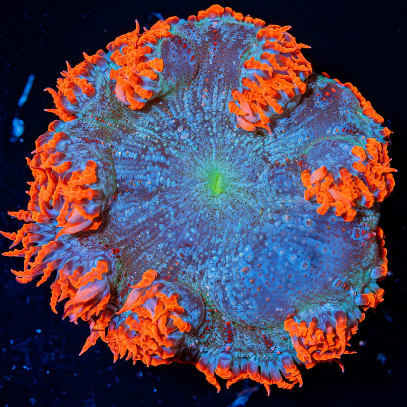 Ultra Rock Flower Anemone