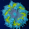 Ultra Rock Flower Anemone - riptide aquaculture llc