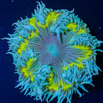 Ultra Rock Flower Anemone - riptide aquaculture llc