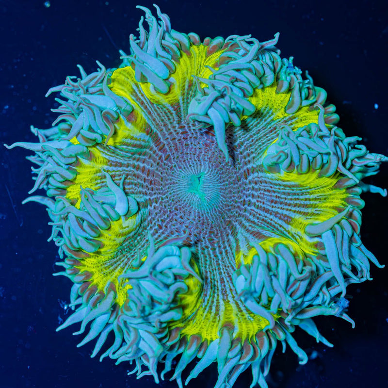 Ultra Rock Flower Anemone