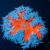 Ultra Rock Flower Anemone - riptide aquaculture llc