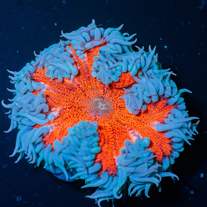 Ultra Rock Flower Anemone