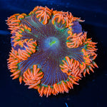Ultra Rock Flower Anemone 