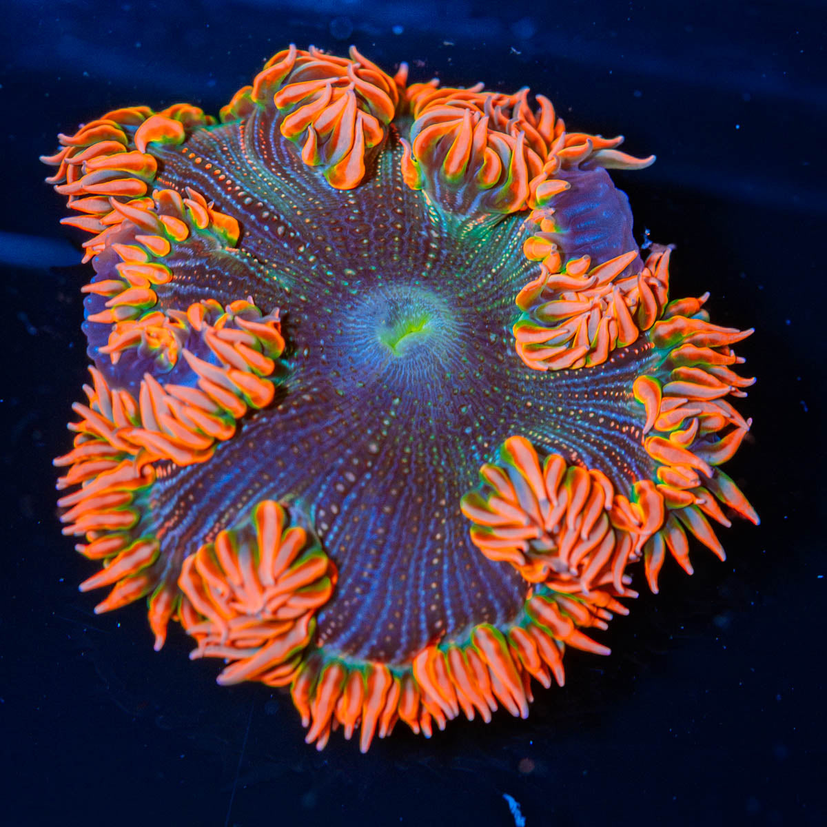 Ultra Rock Flower Anemone 