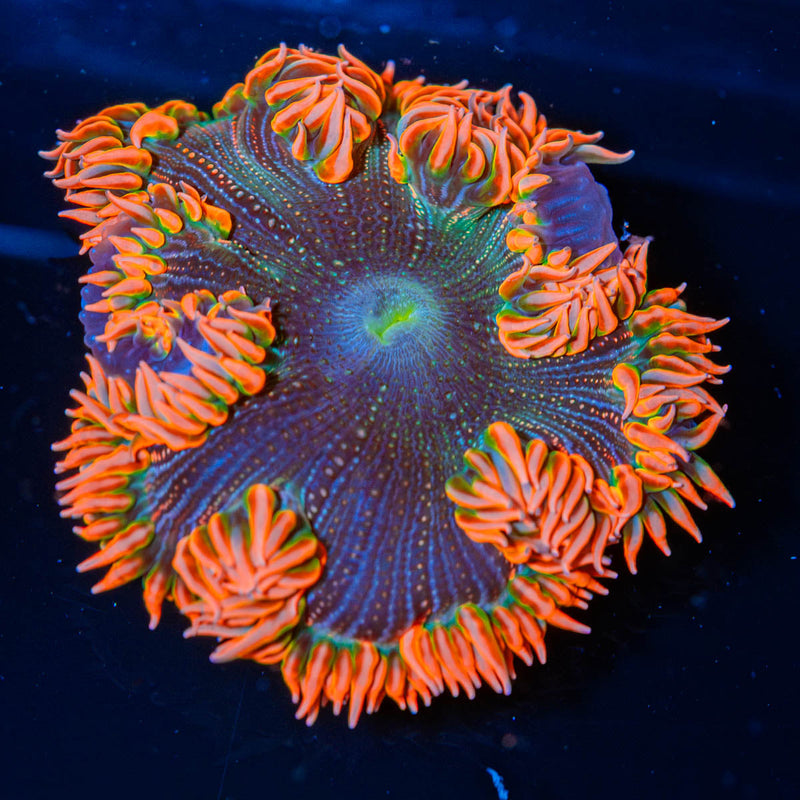 Ultra Rock Flower Anemone