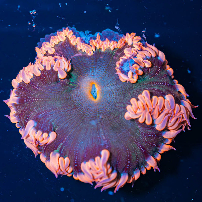 Ultra Rock Flower Anemone