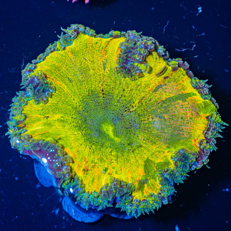 Ultra Rock Flower Anemone