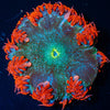 Ultra Rock Flower Anemone - riptide aquaculture llc