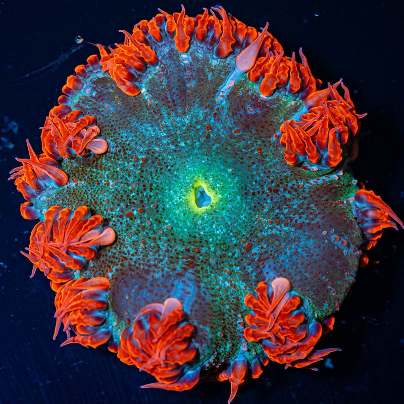 Ultra Rock Flower Anemone