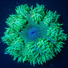 Ultra Rock Flower Anemone - riptide aquaculture llc