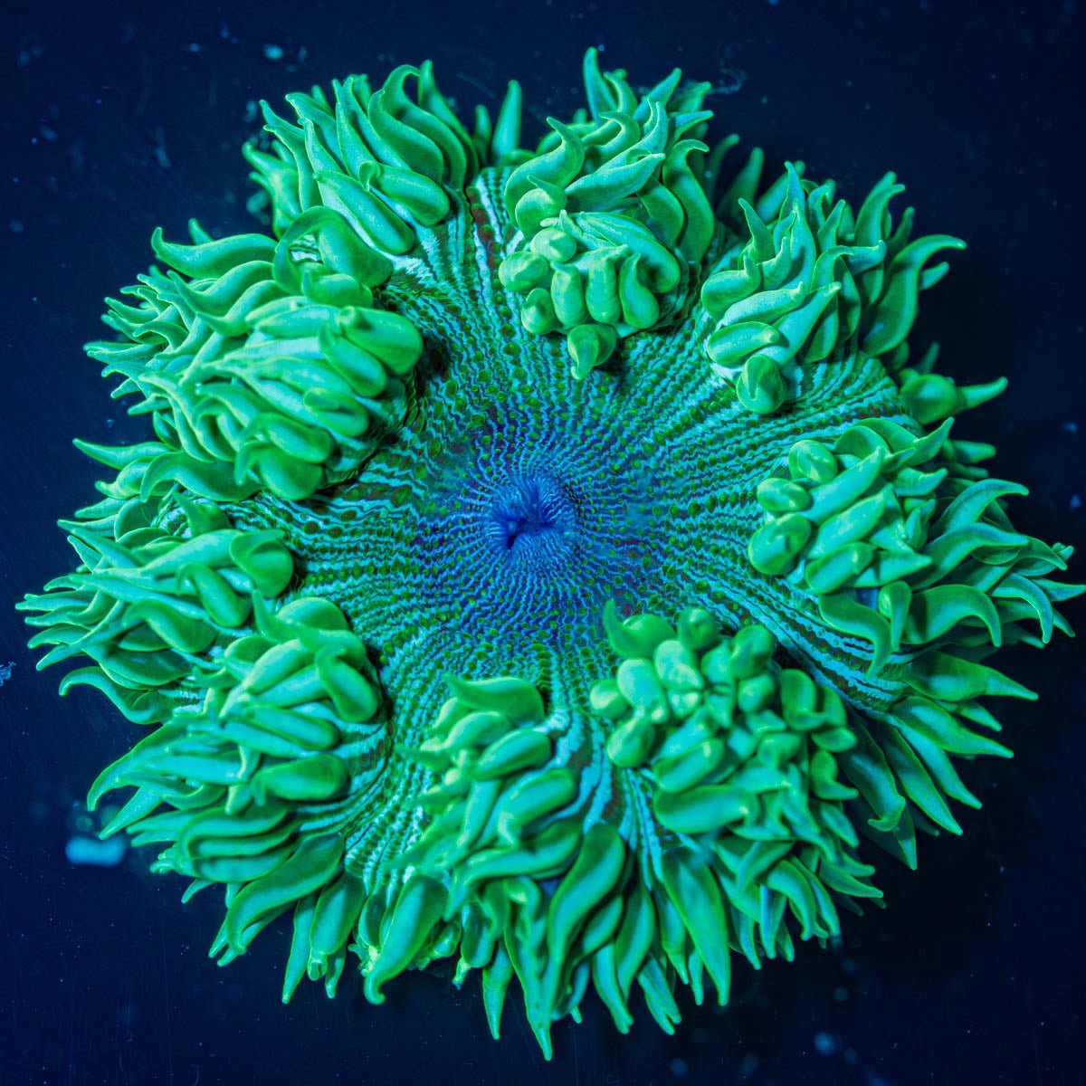 Ultra Rock Flower Anemone - riptide aquaculture llc